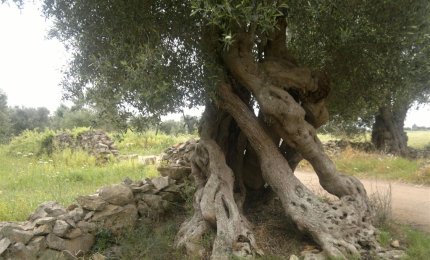 "Salviamo gli ulivi secolari del Salento!"