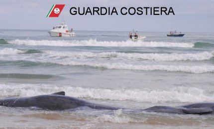 Salvati quattro dei sette capodogli spiaggiati a Vasto