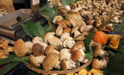 Fissati i luoghi dove si possono vendere i funghi