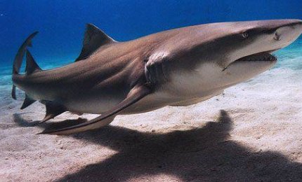 Lo squalano è ora ecosostenibile, non più necessario uccidere gli squali per avere la pelle liscia