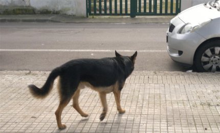Spendere per i poveri i denari destinati ai cani?