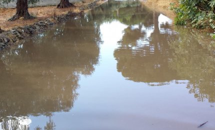 Alberi caduti ed allagamenti ma Galatina esce quasi indenne dal nubifragio