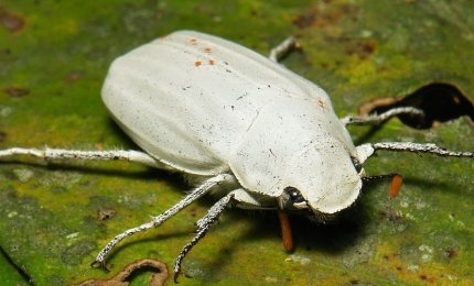Il bianco di un coleottero rivoluzionerà l'industria delle vernici