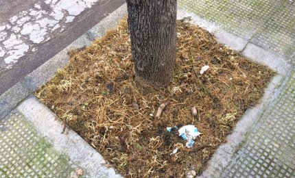 "Cicche e deiezioni di cani"