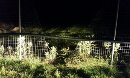 La Fidelpol riesce a sventare un furto di pannelli nel megacampo fotovoltaico di Noha