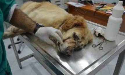 Prende a fucilate il cane del vicino, denunciato