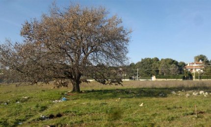 "La quercia di San Sebastiano non ha più di 80 anni"