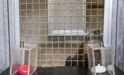 Il 'cebo dai cornetti' rischia ma non azzarda