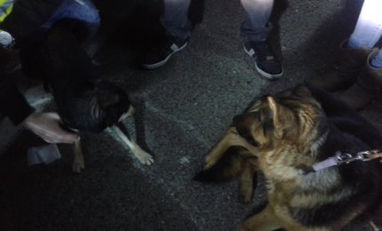 Salvati due cani sulla Statale 16
