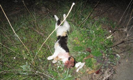"Quel gatto non l'abbiamo ucciso noi"