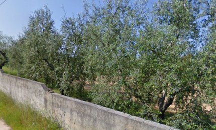 Arrestato galatinese sorpreso a tagliare un ulivo secolare
