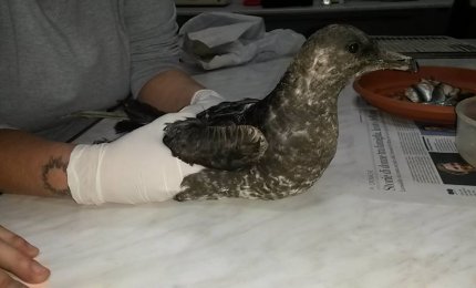 Curato e liberato uno stercorario mezzano