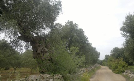 Un incontro con gli agricoltori a difesa degli ulivi 