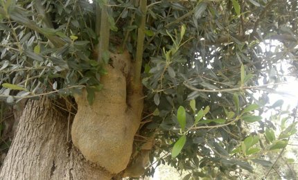 La domenica delle palme al tempo della Xylella