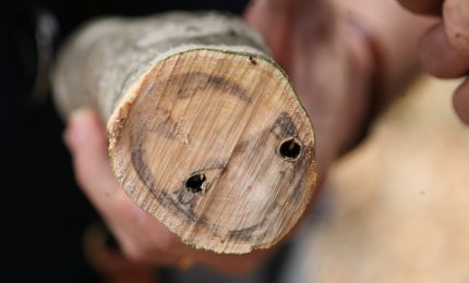 Malattia degli ulivi, a disposizione un agronomo