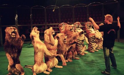 Alla larga i circhi con animali esotici!
