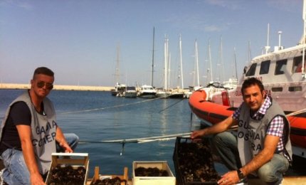 Mille euro di multa per avere raccolto ricci in un'area marina protetta