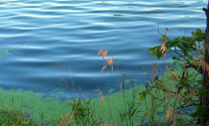 Alga azzurra nei laghi, colpa di fosforo, azoto ed aumento delle temperature