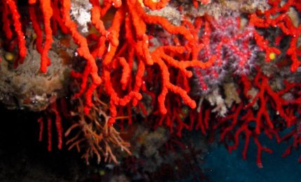 Raccoglievano corallo rosso nell'oasi marina protetta, sorpresi e multati dalla Guardia Costiera