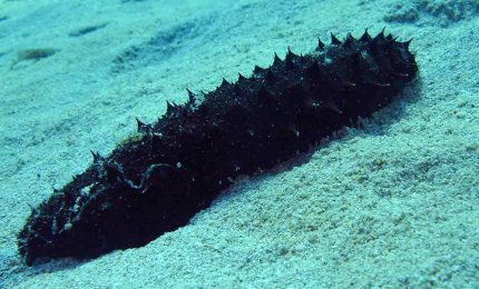 Sequestrate cinque tonnellate di 'cetrioli di mare'