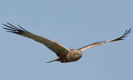 Un falco torna oggi a volare