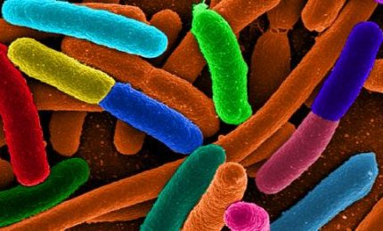 I batteri intestinali? Si sono adattati a inquinanti e antibiotici