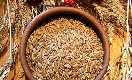 Grano monococco e il glutine diventa digeribile