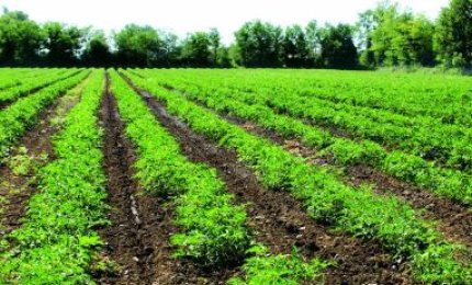 "È meglio darsi all'agricoltura biologica che sperare nel megaparco"