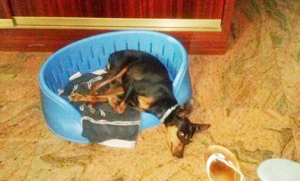 &quot;Aiutatemi a ritrovare Maya&quot;