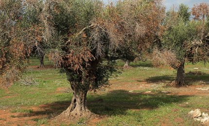 “Insieme contro il Complesso del Disseccamento Rapido dell’Olivo (CoDiRO)”