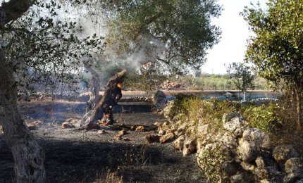 Distrutti dal fuoco trenta ulivi in zona 'Due masserie'