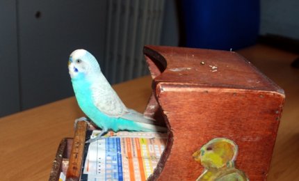 Maltrattamenti a 'cocorito', denunciate due persone