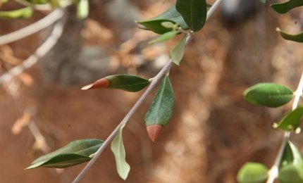 Contro la xylella con metodi naturali