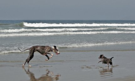 È vietato portare i cani sulle spiagge libere!