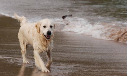Cani in spiaggia? Non disturbano più degli umani
