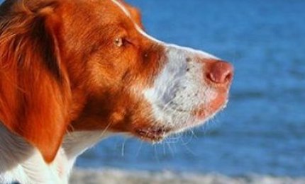 Cani in spiagga, occorre educare i padroni e controllare