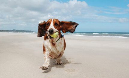 Cani in spiaggia, educare i padroni è un obbiettivo possibile