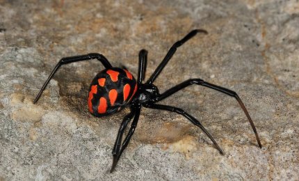 Arrivano 'I signori della notte' e la 'vedova nera' è in agguato