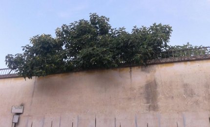 Attenzione, piovono fichi! E nessuno pulisce