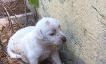 Sei cuccioli da adottare