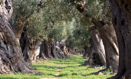 Che destino avrà la 'Grande Bellezza' italiana?