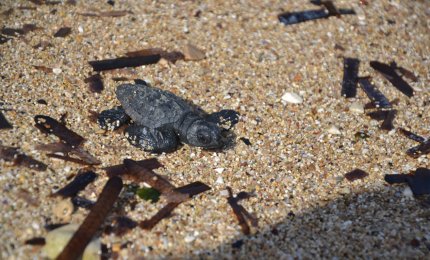Restituite al mare quattro piccole Caretta caretta