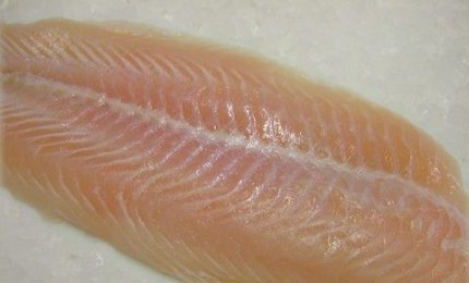 Il filetto di pesce probiotico