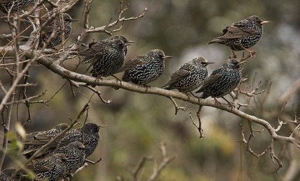 In Puglia si potrà cacciare lo sturnus vulgaris