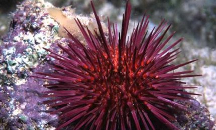 Si studia il riccio di mare per difendere l'uomo e l'ambiente