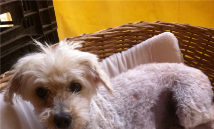 &quot;Aiutatemi a ritrovare la mia barboncina&quot;