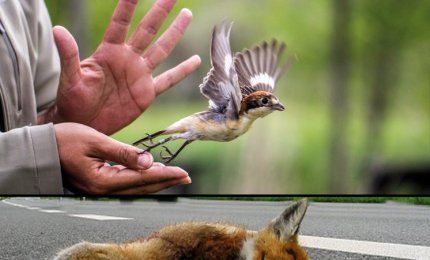&quot;Se ami gli animali salva il loro ospedale!&quot;