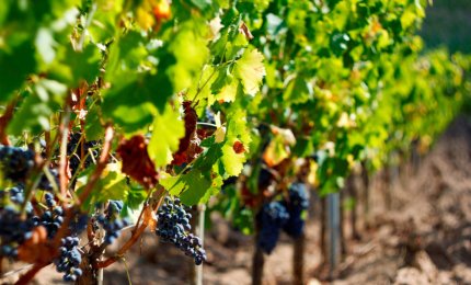 Autunno, è tempo di vendemmia anche per i più piccoli