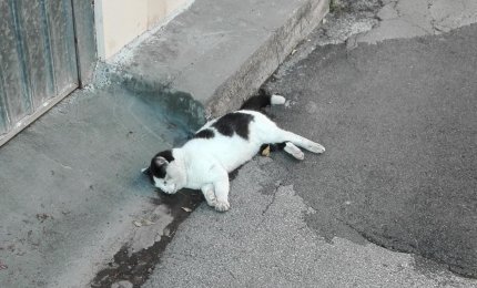 Un gatto morto per strada e nessuno lo rimuove