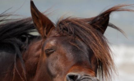 Davanti ai Carabinieri u Paulucciu zzaccau a fare u pacciu